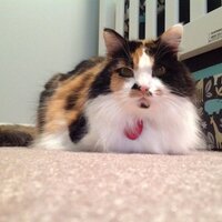 Sara Schamberger (@saraschamberger) 's Twitter Profile