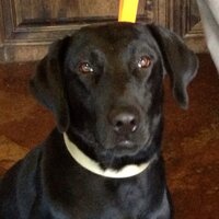 artscape62 (@carolkistner1) 's Twitter Profile