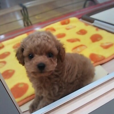 仔犬の広場ポッポ箕面彩都店 Animals2ohana Twitter