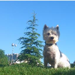 hugodiazbarri's profile picture. A ver si pillo al pajarito azul