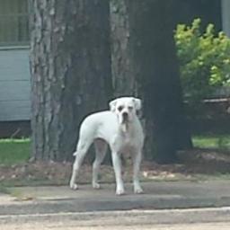 Keeping the intersection of Meadowbrook and Manhattan safe from evil and the occasional UPS driver.