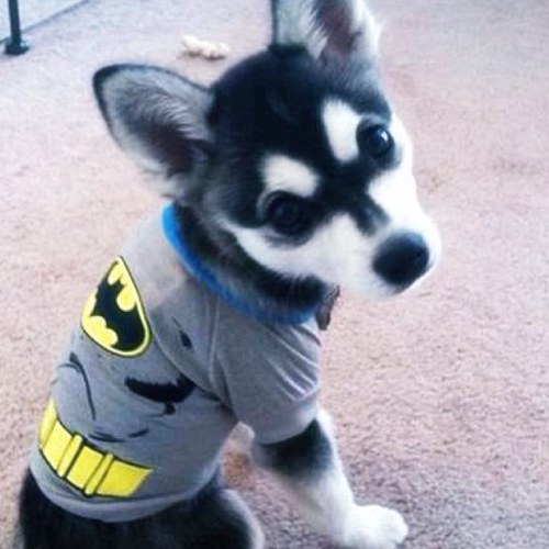 DoggyGoesRuff's profile picture. 