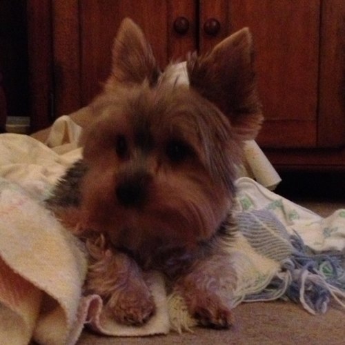 IAMCGT's profile picture. 