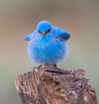 backup account for @streetsinger9 daydream believer musically dependent photon for fun