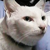 S31J1's profile picture. 人生の1/3は長崎、2/3は関東。
3/4は猫飼い。