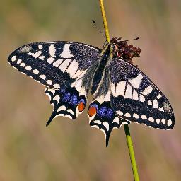 The official Norfolk Branch of Butterfly Conservation, the national charity aiming to save butterflies, moths and our environment