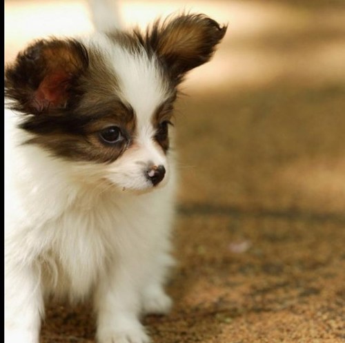 drop_a_douche's profile picture. 