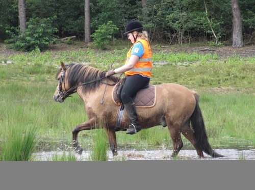 Love voor mijn lieve hondje, pleincollegenuenen. Manege meulendijks. Vc polaris