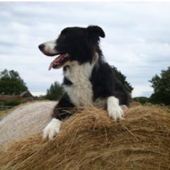 pawsabroad's profile picture. Paws in Britain & Paws Abroad online directory of pet friendly holiday accommodation. We have a large number of welcoming properties for you & your animals.