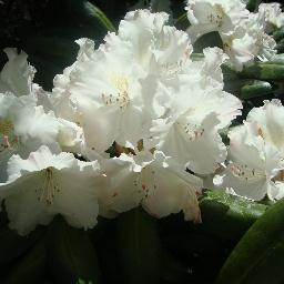 MarginDartmouth's profile picture. Recently retired, cycling newbie,  gardening novice (the weeds are winning) and just trying to do more with less.