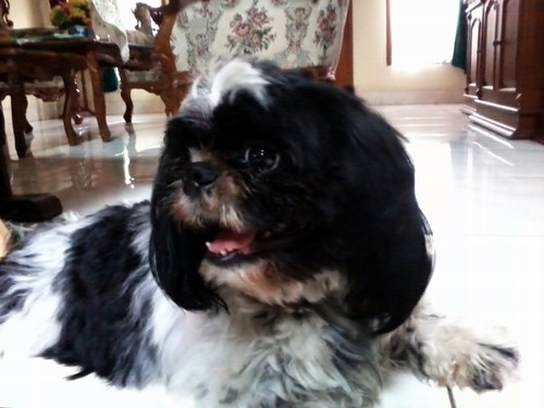 just be a good dog for @Felicia_tertia ♥ i'm a shihtzu :)