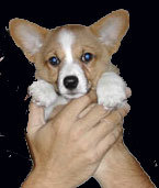 david_kersh's profile picture. 