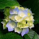 Shelley Townsend - @s2townsend - Twitter