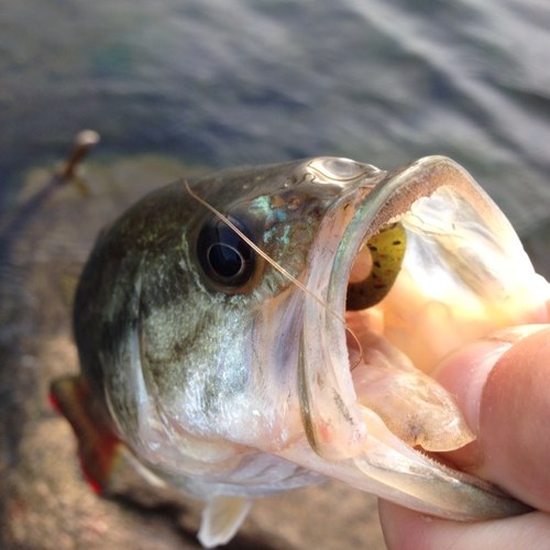 maru_1130's profile picture. 田舎暮らし。登山、トライアスロン、釣りやります。