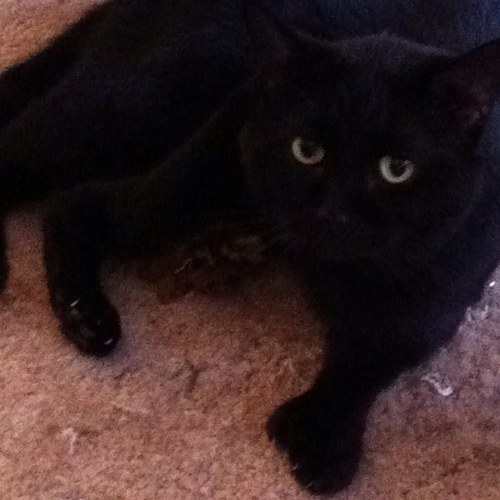 Ryuuchan30's profile picture. I am me Deal with it!