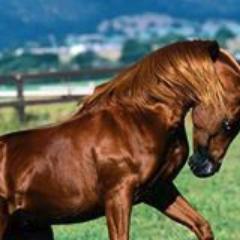 hamadahellal's profile picture. 