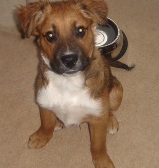 scoobydoo1407's profile picture. Professional dog walker in the stockport area