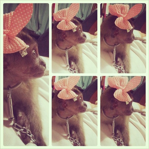 aku monyet kecil manis dan menggemaskan...sweet abis deh