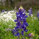 Maria McDaniels - @Luzena1838 - Twitter