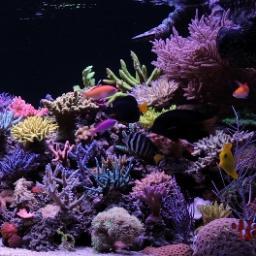Wholesale distributor of high end aquarium supplies and products. The sole North America distributor of Vertex Aquaristik and Korallen Zucht from Germany.