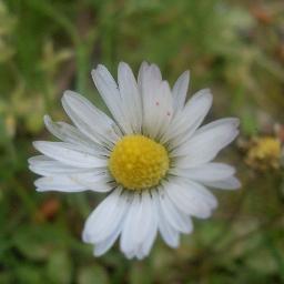 ucar_elif's profile picture. 