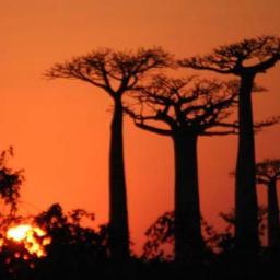 baobabs_sunrise's profile picture. Traveller, wanderer, dancer, oenophile, current affairs aficionado, loves street food, cocktails at dawn, social commentator