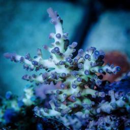 Reef acropora montipora sps corals lps zoas Tyree Limited Edition LE