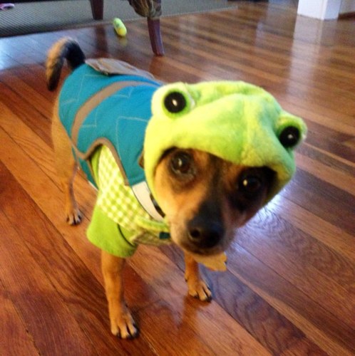 Just a pup. Livin life. Chasin bitches. Fetch is my game.