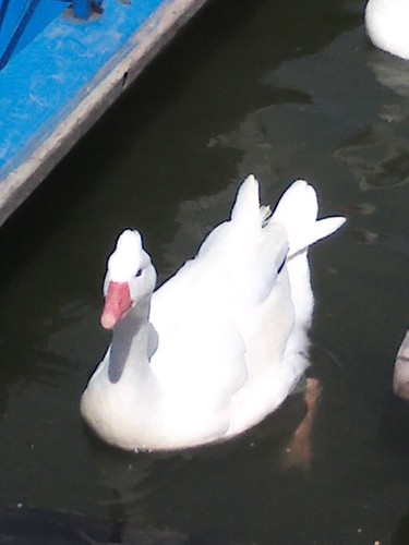 _virchu's profile picture. esperando el 9 de noviembre 
Justin en Argentina   quiero tener mis entradas en mis manooo :) 3