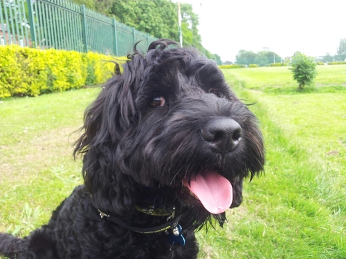 CatoTheCockapoo's profile picture. Cool, cuddly yet edgy, brave, adored by children, despised by dog purists, destroyer of toilet roll. offspring of a miniature poodle and a working cocker.