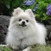No aktif (@ameliapuspita5) 's Twitter Profile