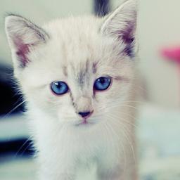 RAWR im a vampire in a kitty cat life :3