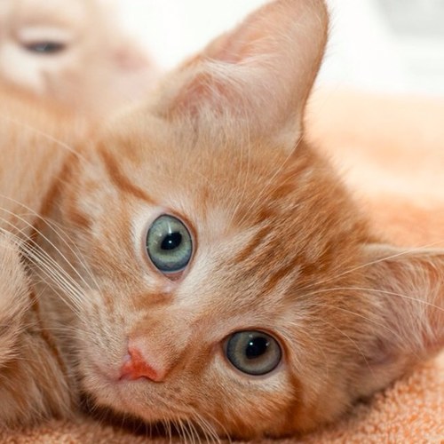I am Fluffy. My master is @SpockForDoc. Touck him, @McCoy_RP, @ALittleMcCoy, or me… I claw your face. Meow. Jailed acct for: @SpocksKitty