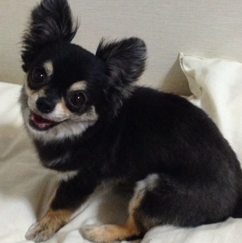 私は動物について勉強中！ ワンちゃんのことも学んでいます(=ﾟωﾟ)ﾉ ブラックタンのロングコートチワワを飼ってます。