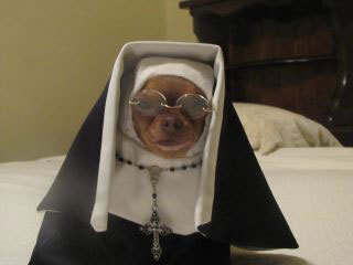 Pugnacious bride of Christ. *Not a real nun* Just a snarky rando. 🏳️‍🌈