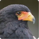 Scarlett Orr - @ScarlettOrr2 - Twitter