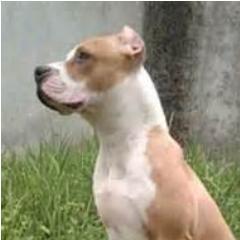 Bagong_Asu's profile picture. Senangi atau sakiti aku & aku akan tetap SETIA karena aku WONG ASU