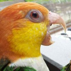 鳥ちゃんと暮らしています。
１羽増えるごとに、ぞっこんです！
オカメ・シロハラ・ヨウム・文鳥とダンナの飼育係です。
https://t.co/1akQBB6hmb
シロハラインコのおむつ販売しております。

愛玩動物飼養管理士１級。公益社団法人日本愛玩動物教会会員。