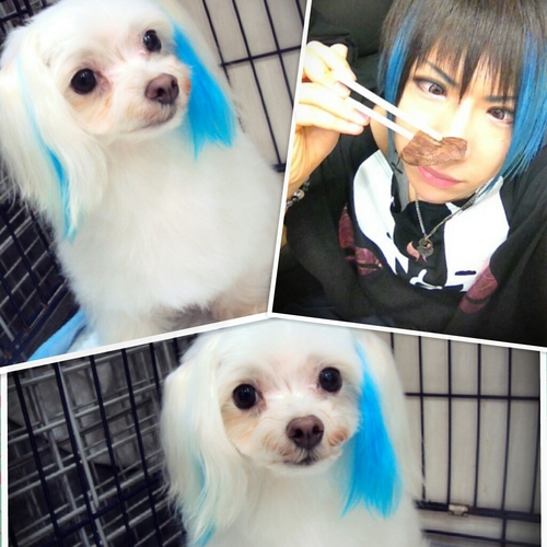 DandiedogCamel's profile picture. うどん県で、高齢初心者🔰ママやってます。