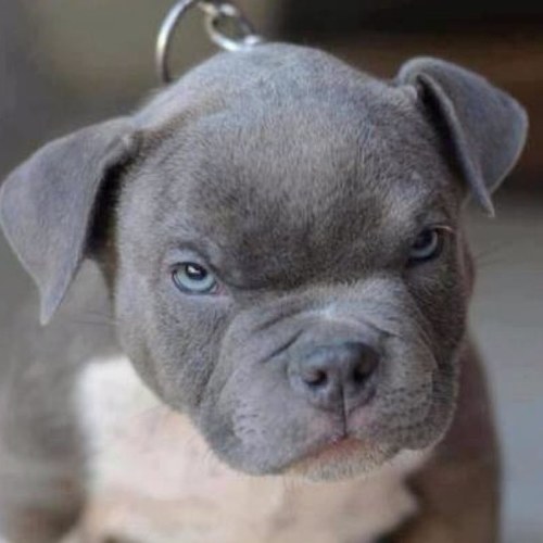 _drama's profile picture. 