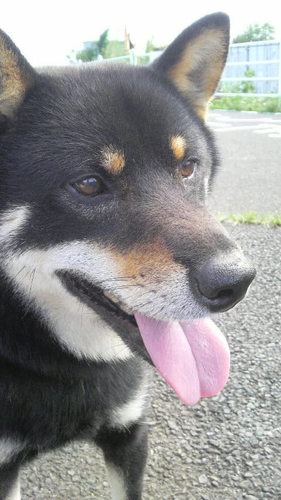 53歳になりました。黒柴チビは2019年12月、天国へ行ってしまいました。フォロー頂いている皆さま、ありがとうございます。お礼できたり、できなかったりで本当にすみません。