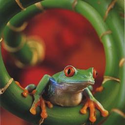 Ciências Biológicas, Ecologia, Sustentabilidade, Notícias, Curiosidades e muito mais.  Curta: http://t.co/0Iq7jXjTMc