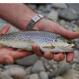 Fishing trip musings and natural history observations as we aim to catch all freshwater fish species in the UK. It could take some time....