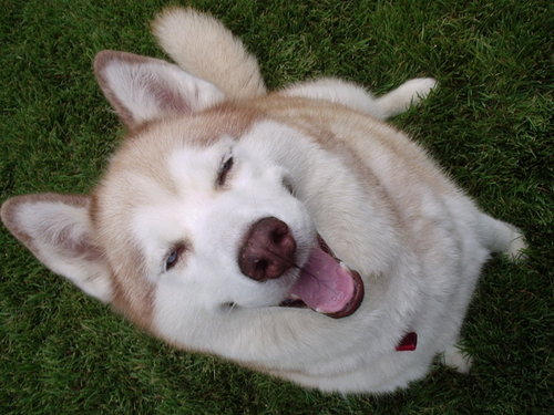 JoshLbm's profile picture. I’ve learned I don’t know anything.  Have also learned that people will pay for what I know. Life is Good.