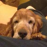 franco ibba (@ibbafranco) 's Twitter Profile