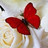 dana_242's profile image