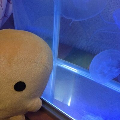 クラゲとの生活 A Twitteren ミズクラゲのポリプとサカサクラゲのポリプ どちらもシャーレで始めました 前回の飼育時とはエサのやり方を変えて キッチリ淡水で洗ってからあげるようにしとります Http T Co Ypxbcjgeip