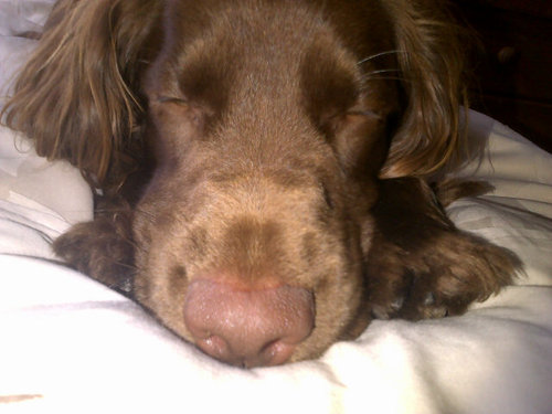 3 year old working cocker spaniel who love to swim, steal and eat perfect holes in garments.  Woof said..  ted xxx