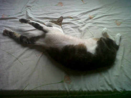 danz_hakim's profile picture. Positif thinking