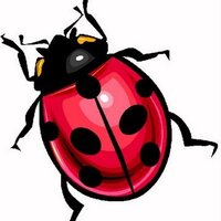 Sonia SM (@matenatura) 's Twitter Profile